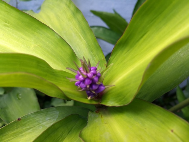 Primer plano de la flor púrpura