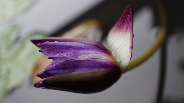 Foto primer plano de la flor púrpura