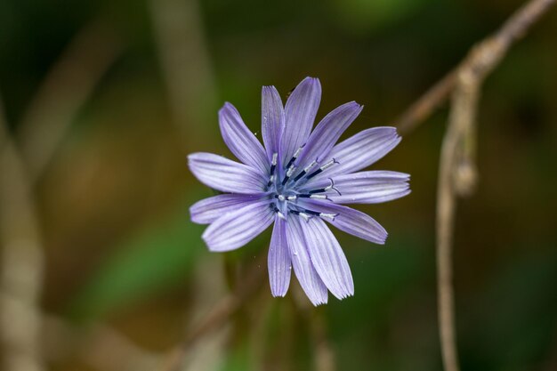 Primer plano de la flor púrpura