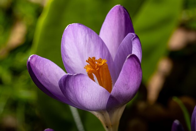 Foto primer plano de la flor púrpura