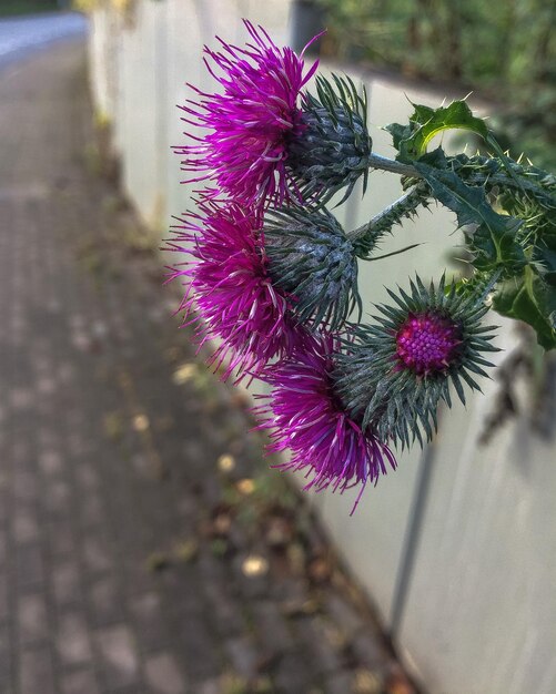 Foto primer plano de la flor púrpura