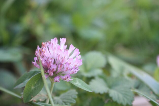 Foto primer plano de la flor púrpura