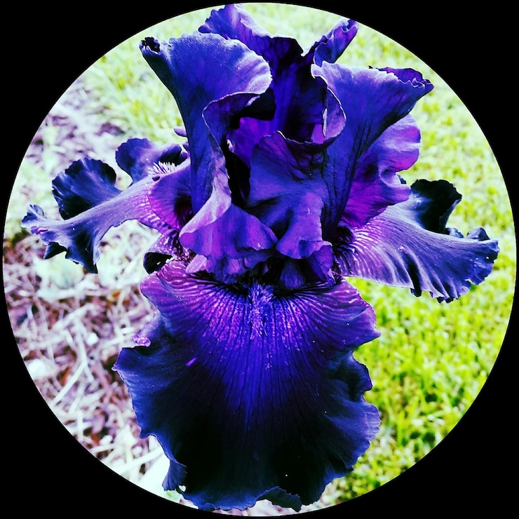 Foto primer plano de la flor púrpura