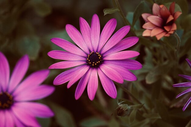 Foto primer plano de la flor púrpura