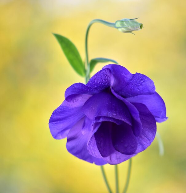 Foto primer plano de la flor púrpura