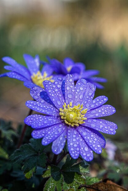 Foto primer plano de la flor púrpura