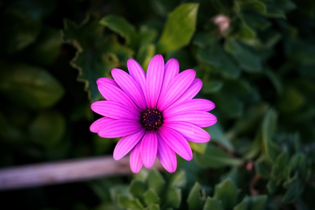 Foto primer plano de la flor púrpura