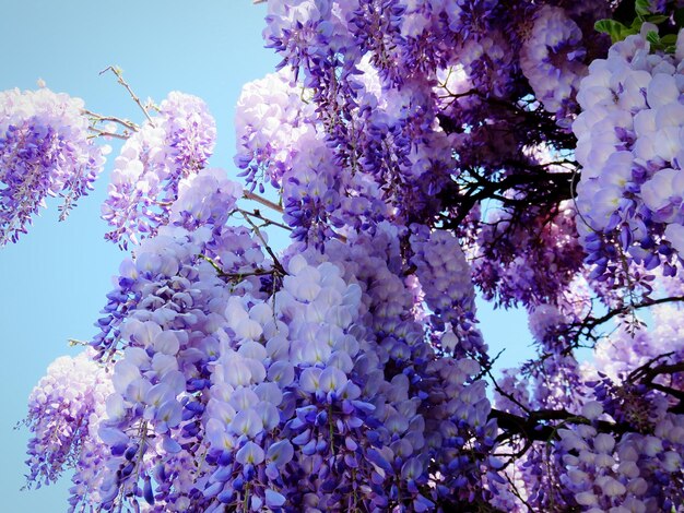 Foto un primer plano de la flor púrpura