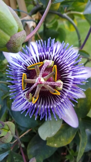 Foto primer plano de la flor púrpura