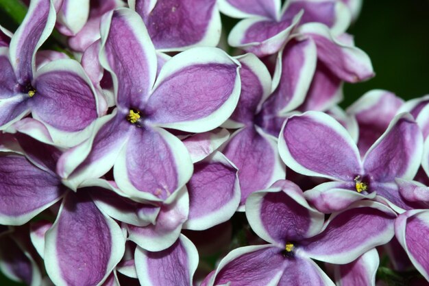 Foto primer plano de la flor púrpura