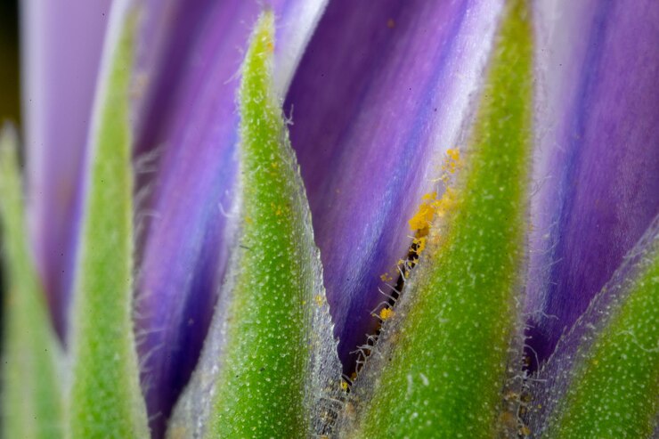 Foto un primer plano de una flor púrpura