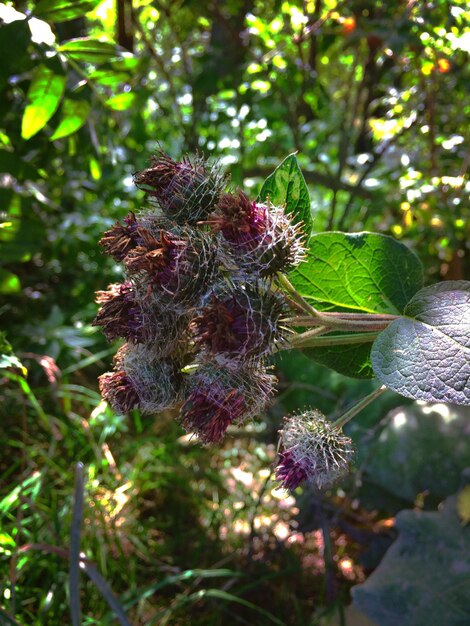 Foto primer plano de una flor que crece en un árbol