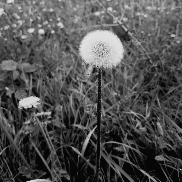 Foto primer plano de una flor que crece en el campo