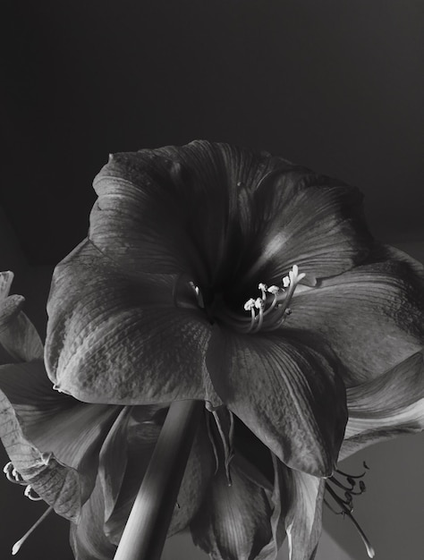 Foto primer plano de una flor que crece contra un fondo gris