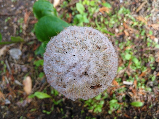 Foto primer plano de la flor que crece en la planta