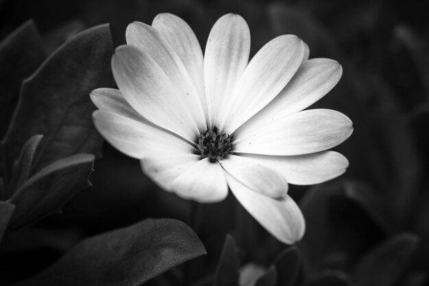 Foto primer plano de una flor que florece al aire libre