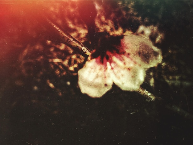 Foto primer plano de una flor que florece al aire libre