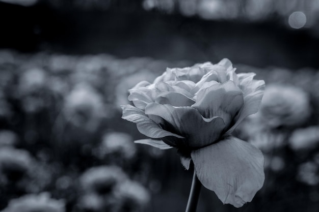 Foto primer plano de una flor que florece al aire libre