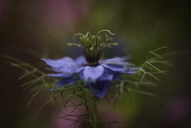 Primer plano de una flor que florece al aire libre