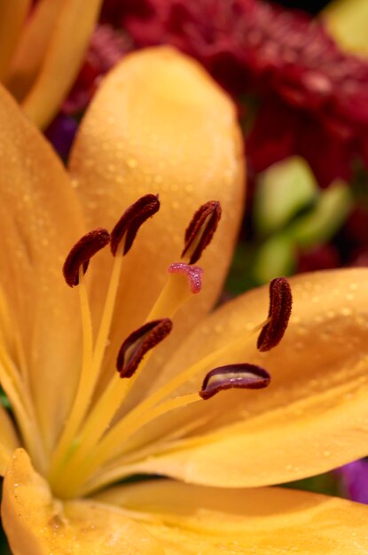Foto primer plano de una flor que florece al aire libre