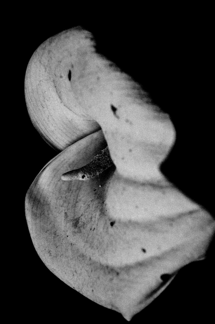 Foto primer plano de una flor que florece al aire libre