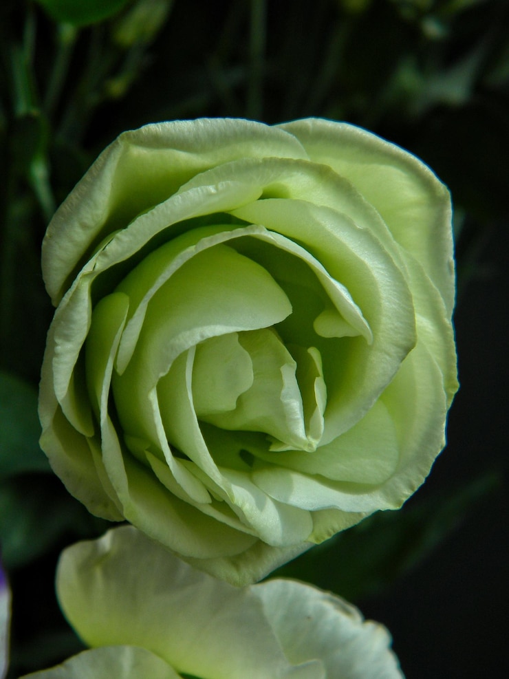 Foto primer plano de una flor que florece al aire libre