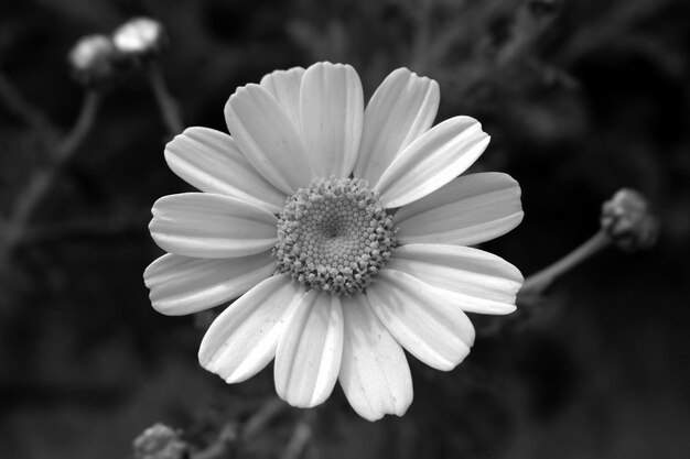 Foto primer plano de una flor que florece al aire libre