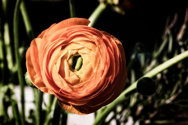 Primer plano de una flor que florece en un árbol