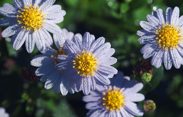 Un primer plano de una flor con rocío