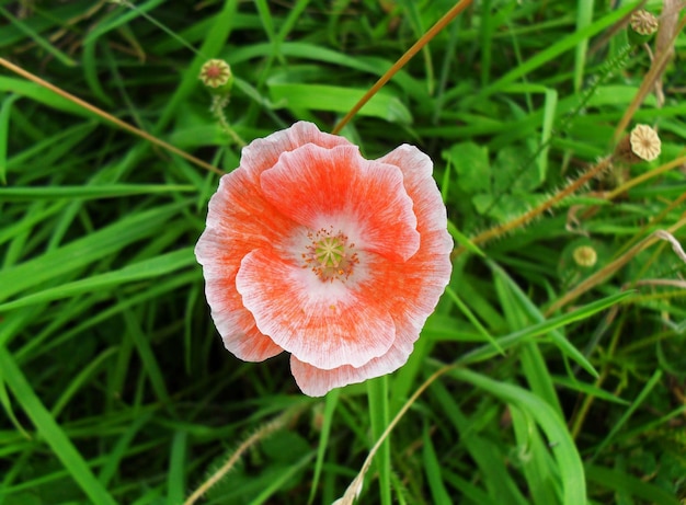 Foto primer plano de una flor roja en el campo