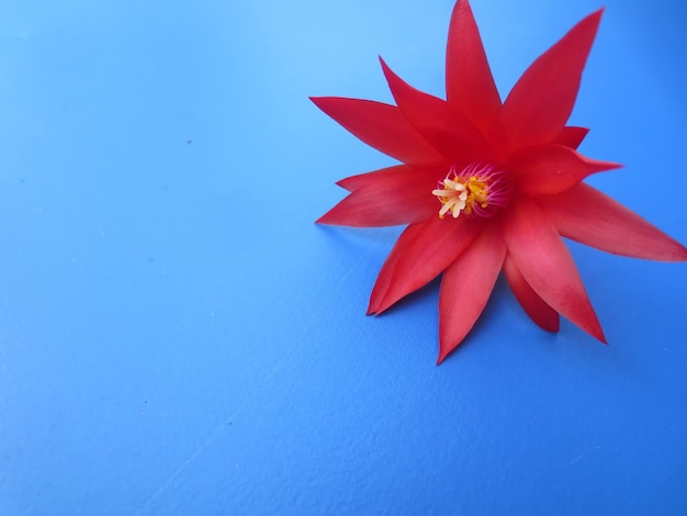 Foto primer plano de una flor roja contra un fondo azul