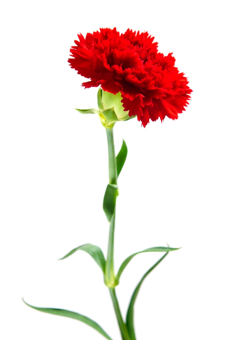 Foto primer plano de una flor roja contra un fondo blanco