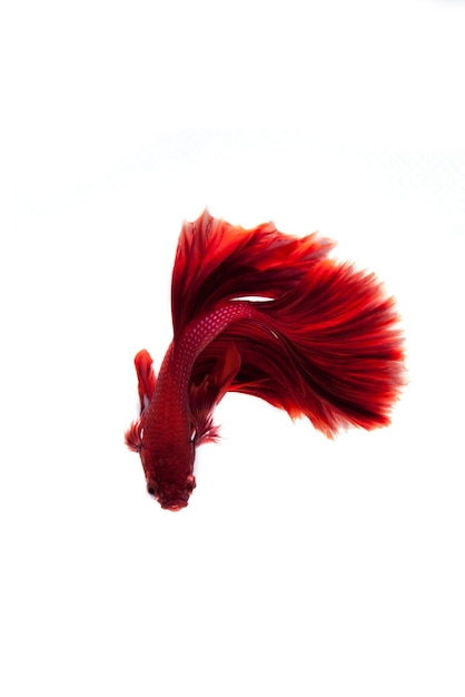 Foto primer plano de una flor roja contra un fondo blanco