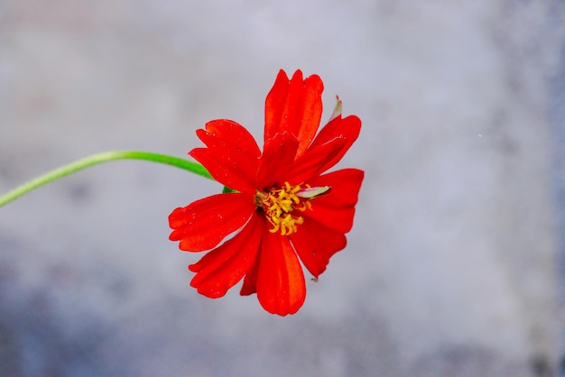 Foto primer plano de una flor roja contra un fondo borroso
