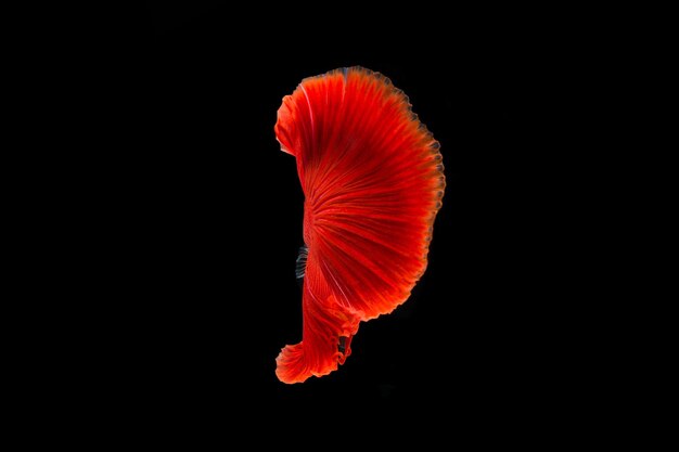 Foto primer plano de una flor roja contra un fondo negro