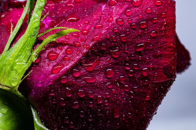 Foto primer plano de una flor roja húmeda