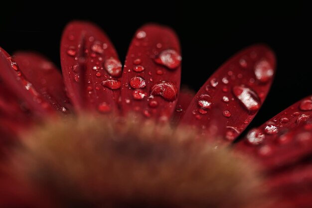 Foto primer plano de una flor roja húmeda