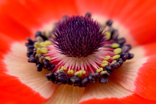 Foto primer plano de una flor roja en la mesa