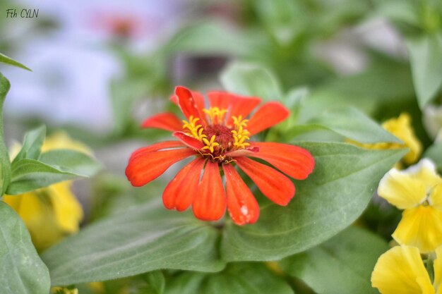 Primer plano de una flor roja que crece al aire libre