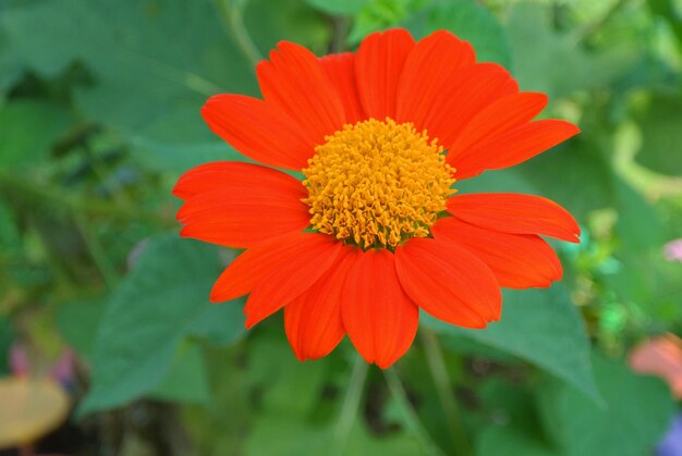 Primer plano de una flor roja que florece al aire libre