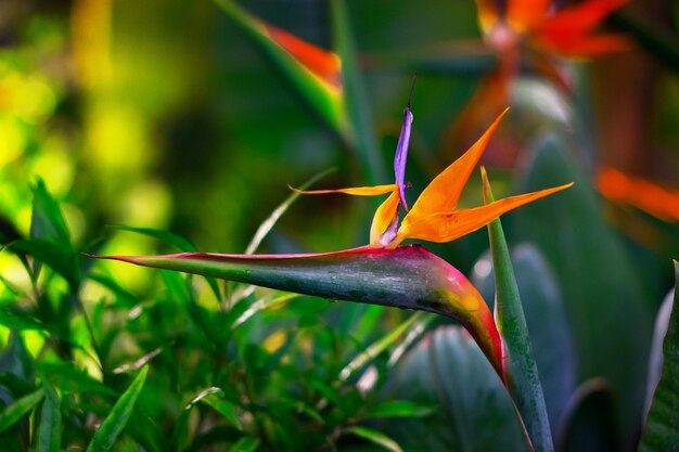 Foto primer plano de una flor roja que florece al aire libre