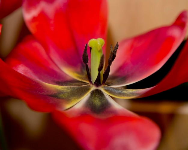 Foto primer plano de una flor roja que florece al aire libre