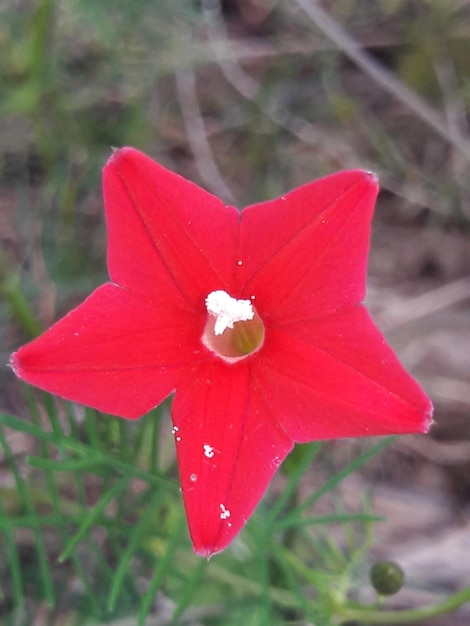 Foto primer plano de una flor roja que florece al aire libre