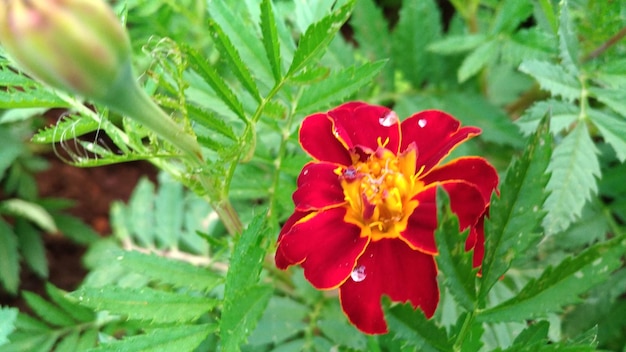 Primer plano de una flor roja que florece al aire libre