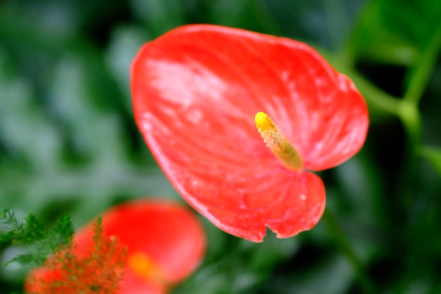 Foto primer plano de una flor roja que florece al aire libre