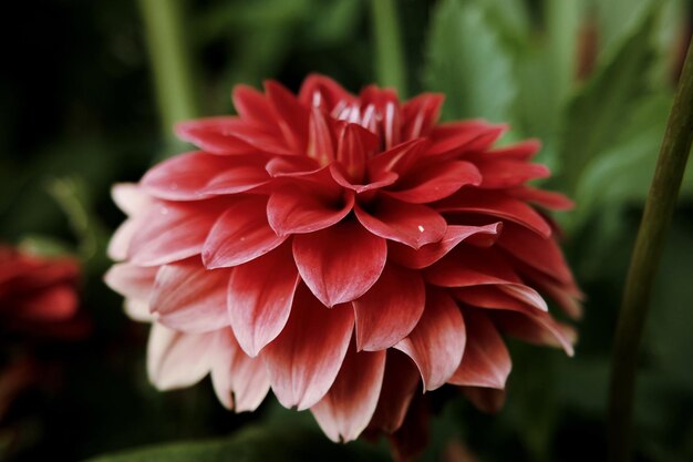 Foto primer plano de una flor roja que florece al aire libre