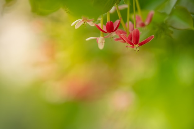 Primer plano de una flor roja y rosada sobre fondo verde borroso utilizando como fondo el paisaje de plantas naturales