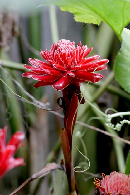 Un primer plano de una flor roja.