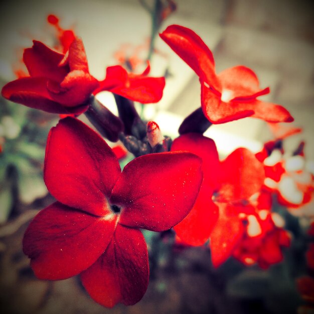 Foto primer plano de una flor roja