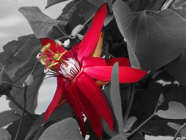 Foto un primer plano de una flor roja